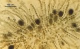 Cladosiphon cylindricus3
